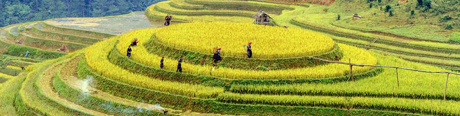 north-vietnam-rice