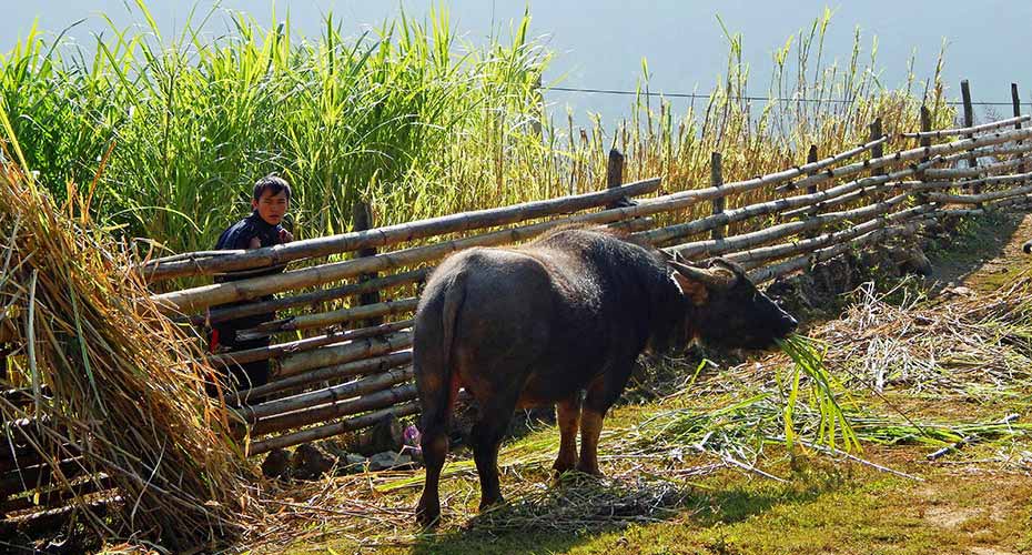 sapa-north-vietnam