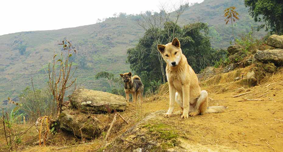 hau-thao-village-sapa-vietnam3