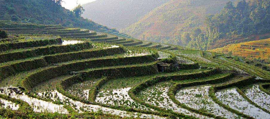 thanh-kim-rice-terrace