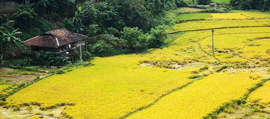 cao-bang-rice-field-vietnam