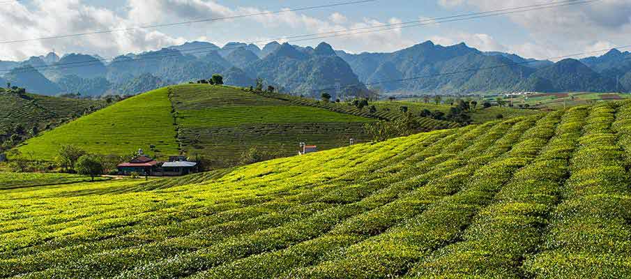 moc-chau-tea-plantations-vietnam