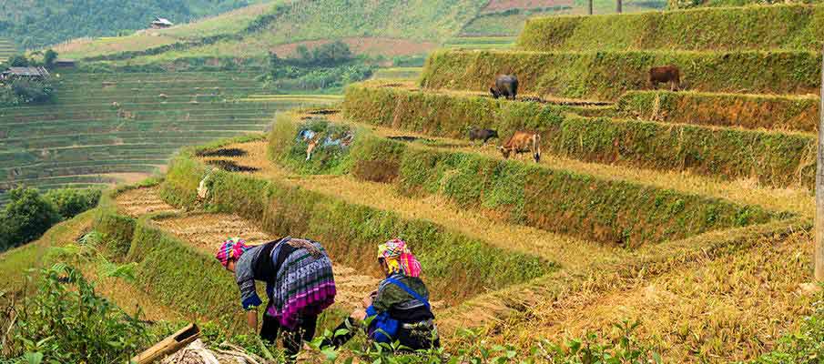 mu-cang-chai-rice-terrace3-vietnam