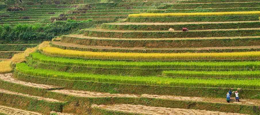 mu-cang-chai-rice-terrace6-vietnam