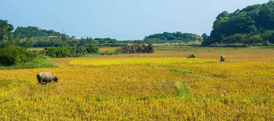 mong-rong-co-to-island-vietnam