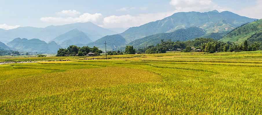 tu-le-yen-bai-rice-field-vietnam2