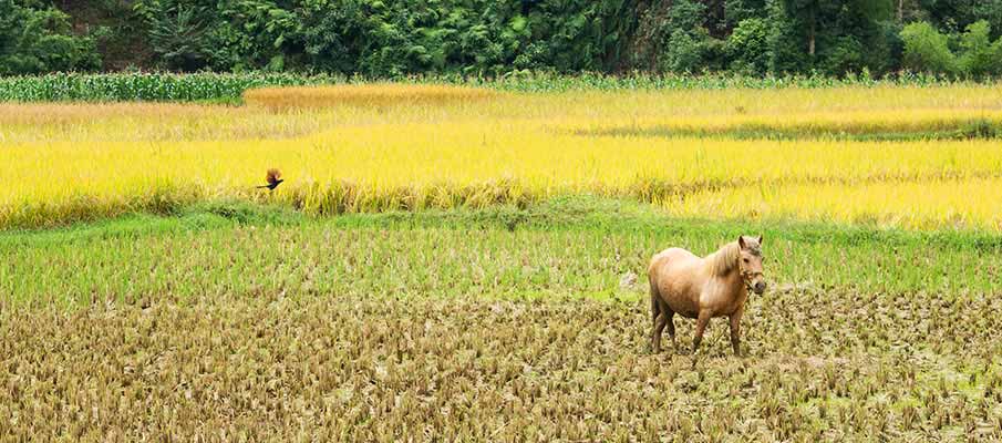 xuan-truong-bao-lac-vietnam2