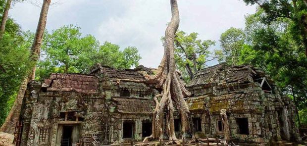 angkor-wat-tree-siem-reap