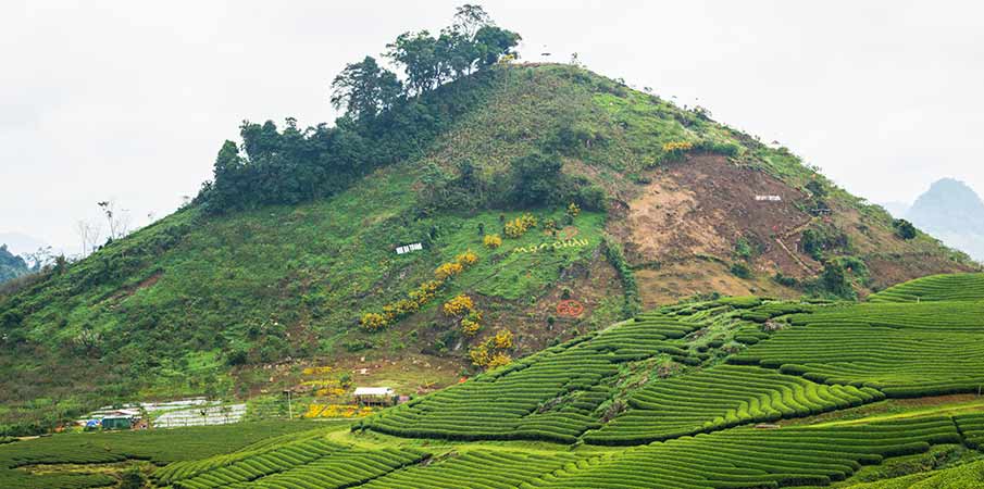 moc-chau-trai-tim-tea-hill