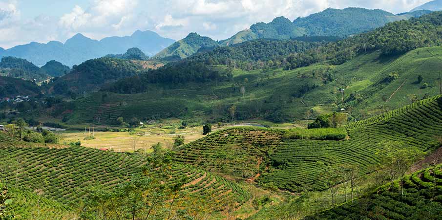 tea-plantation-moc-chau-chieng-khoa