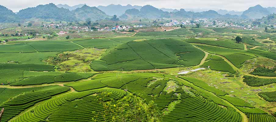 tea-plantation-moc-chau-vietnam
