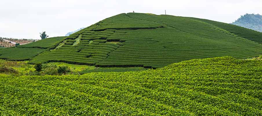 tea-plantations-cho-long-moc-chau