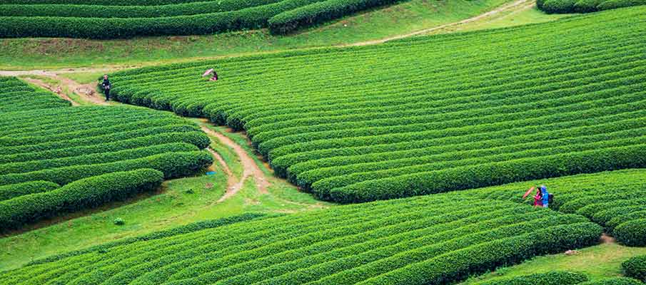 tea-plantations-doi-che-trai-tim-moc-chau1