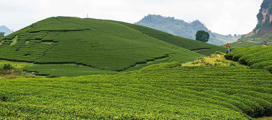 tea-plantations-moc-chau-trai-tim