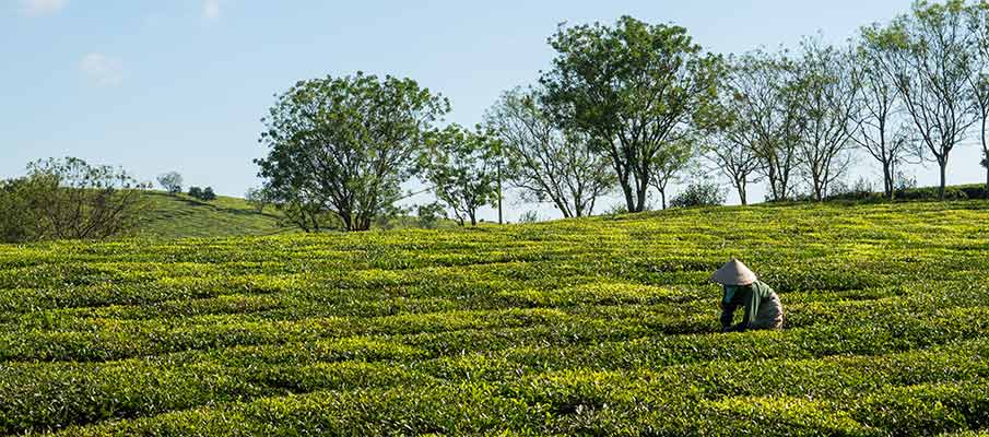 tea-plantations-moc-chau-vietnam