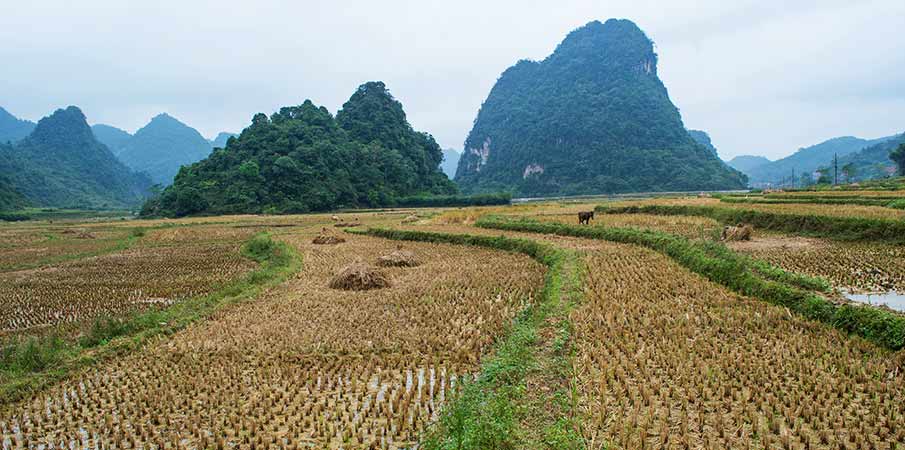 cao-bang-tra-linh-rice-field