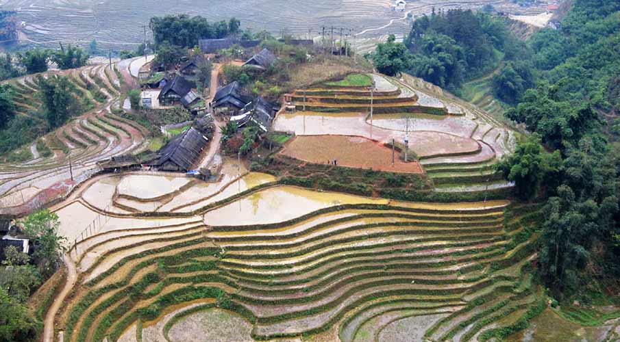 muong-hoa-valley-rice-terraces-sapa