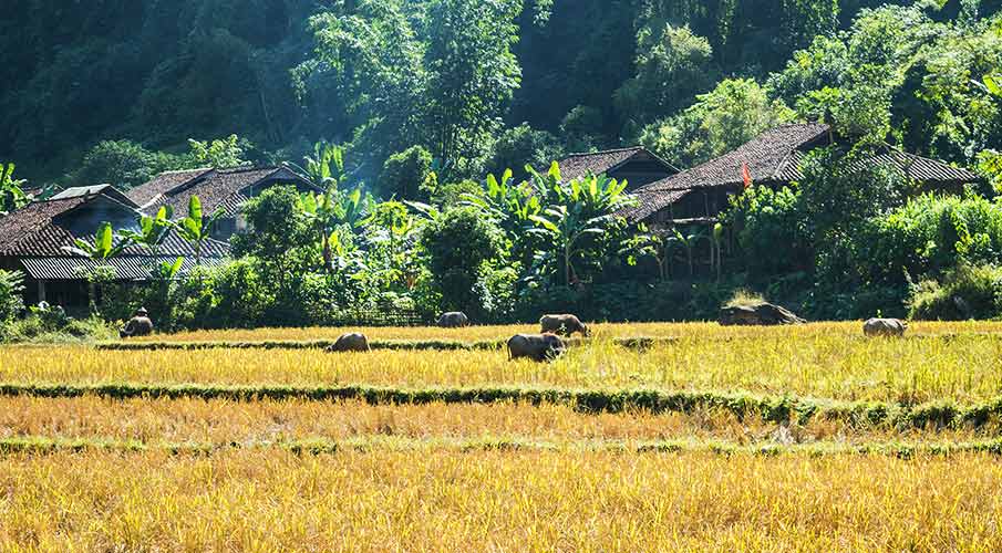 pac-miau-vietnam-bao-lam