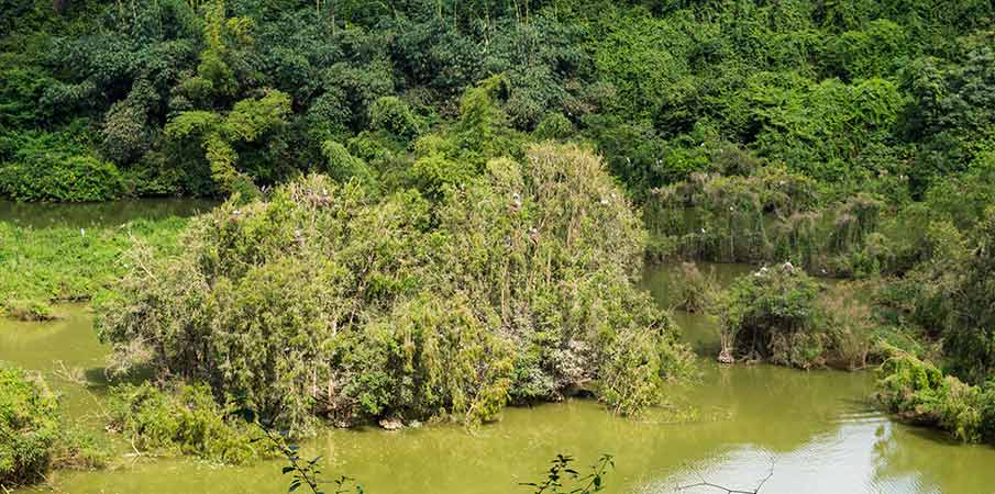 thung-nham-park-birds-vietnam