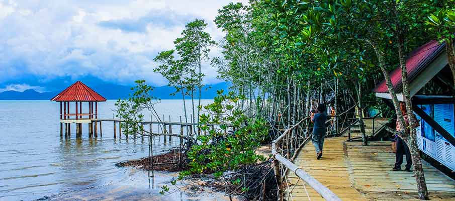 mangrove-forest-trat-thailand