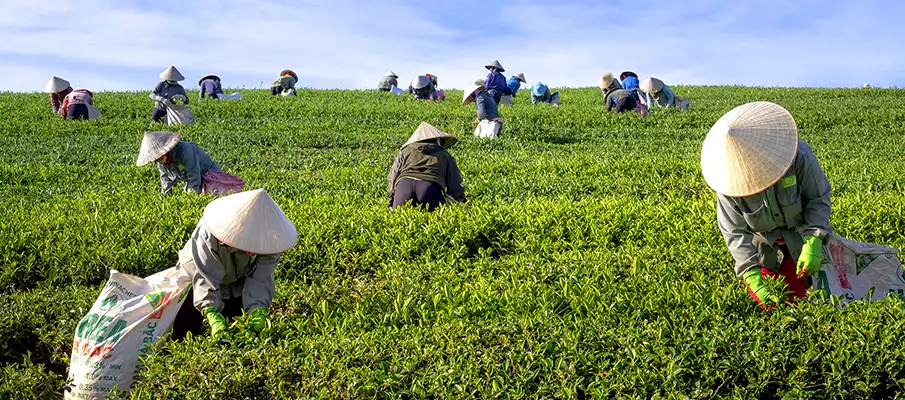 cau-dat-tea-hill-da-lat-vietnam