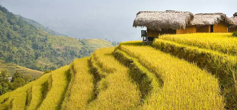 hoang-su-phi-ha-giang-rice-terrace-homestay