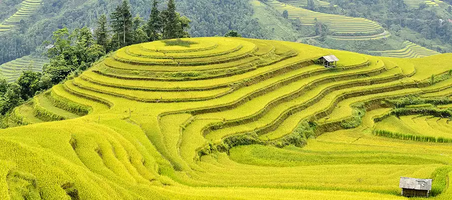 hoang-su-phi-rice-terrace-vietnam