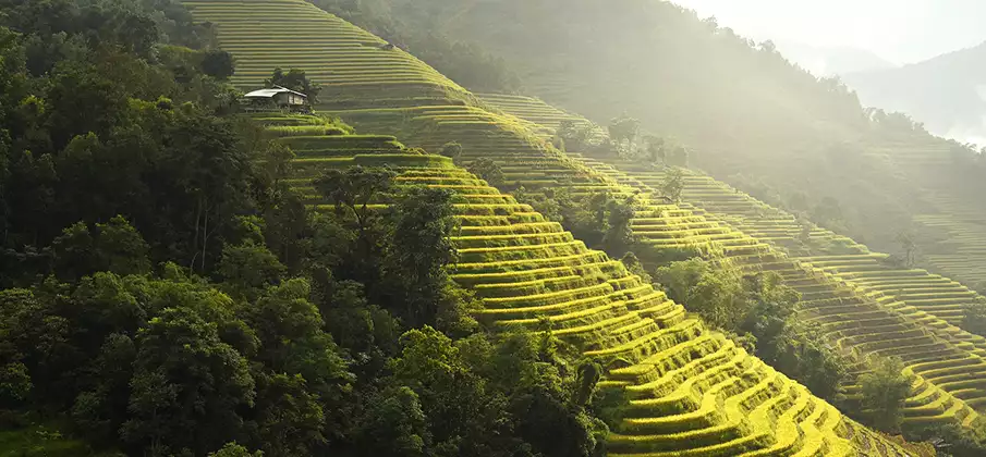 hoang-su-phi-rice-terrace-vietnam