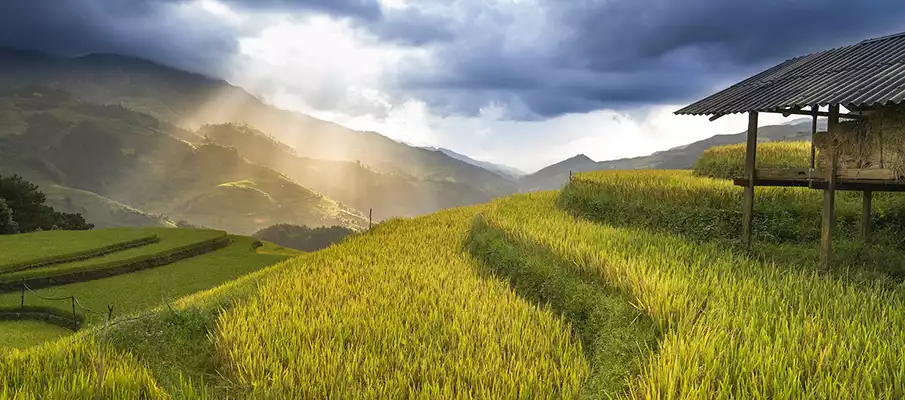 hoang-su-phi-rice-terrace2