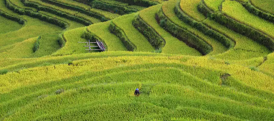 hoang-su-phi-rice-terrace3