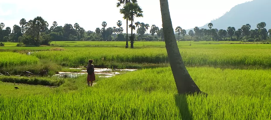 kampot-province-field-cambodia