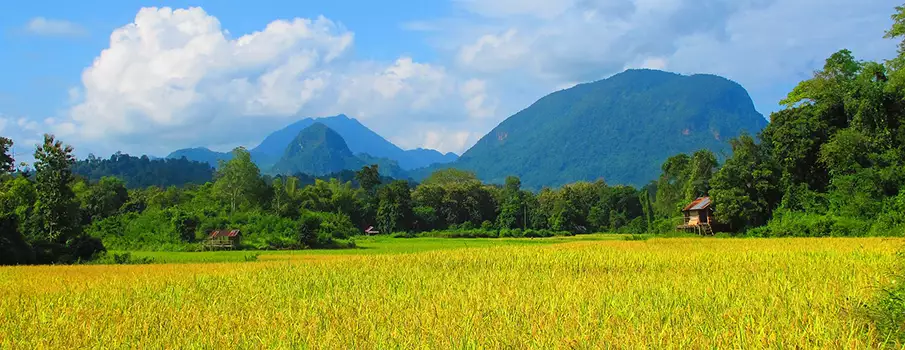 laos-rice-paddies