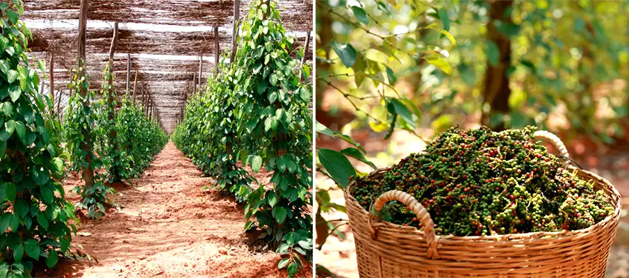 kampot-pepper-cambodia