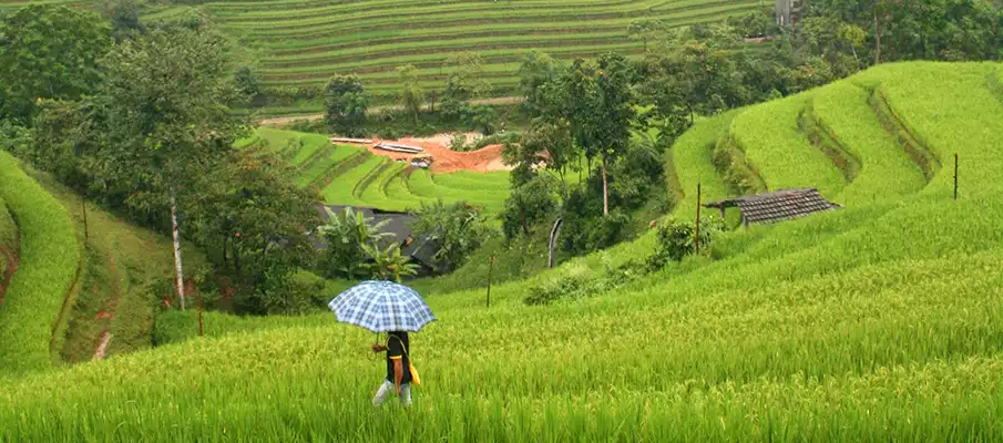 bac-ha-rice-fields-vietnam