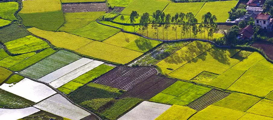 bac-son-valley-rice-field-vietnam