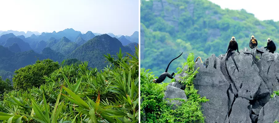 cat-ba-national-park-island-vietnam