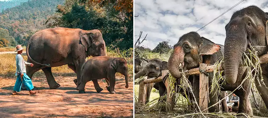 elephant-sanctuary-krabi-thailand