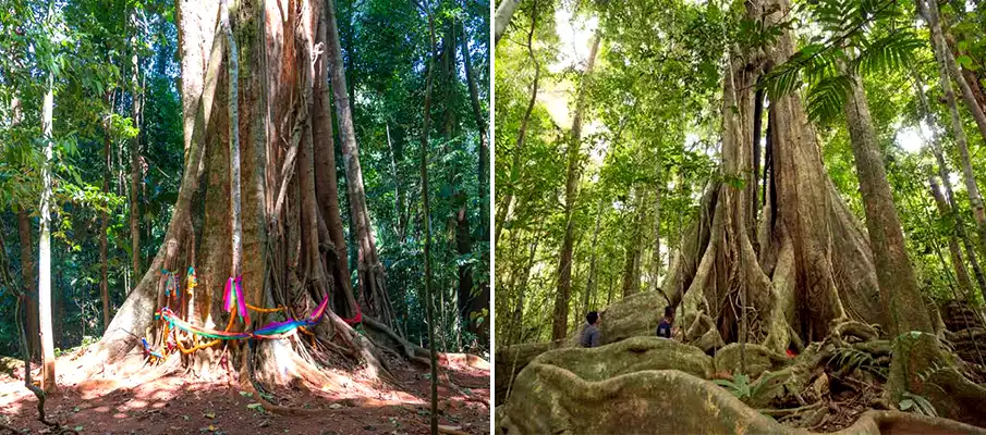 makayuk-old-tree-koh-kood