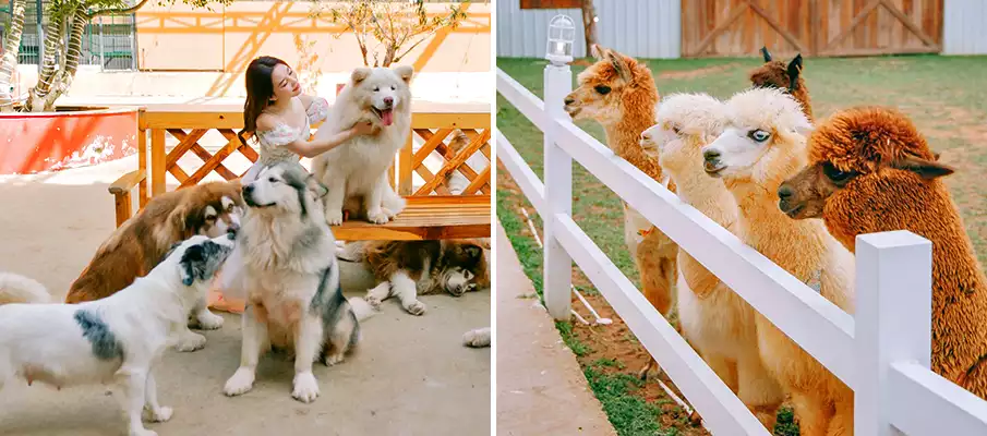 puppy-farm-da-lat-vietnam