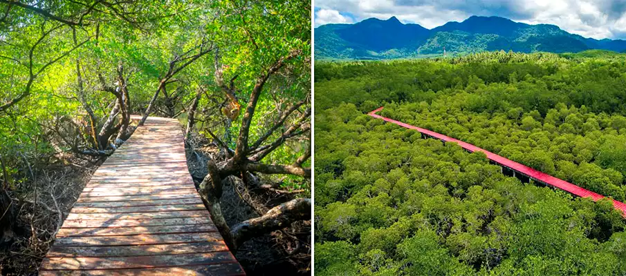 salat-phet-mangrove-forest-koh-chang