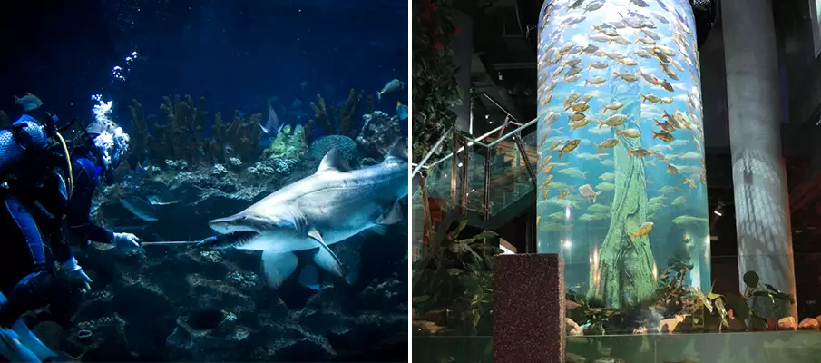 aquaria-klcc-kuala-lumpur-malaysia