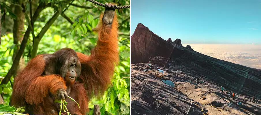 borneo-orangutan-jungle-mount-kinabalu