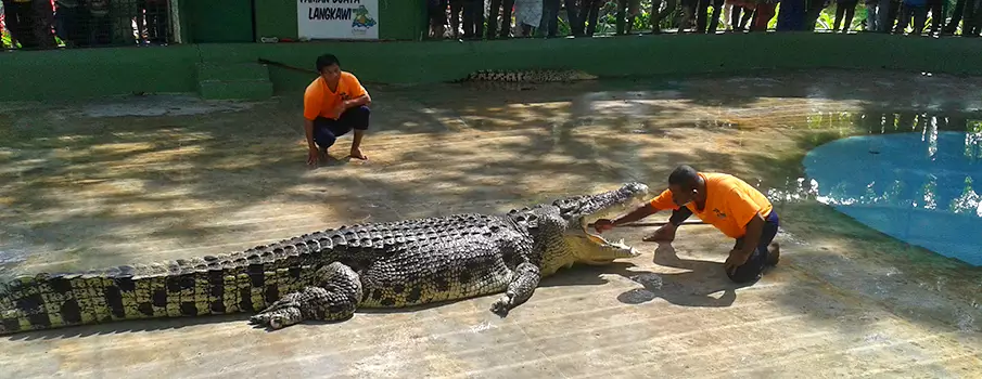 crocodile-adventure-langkawi