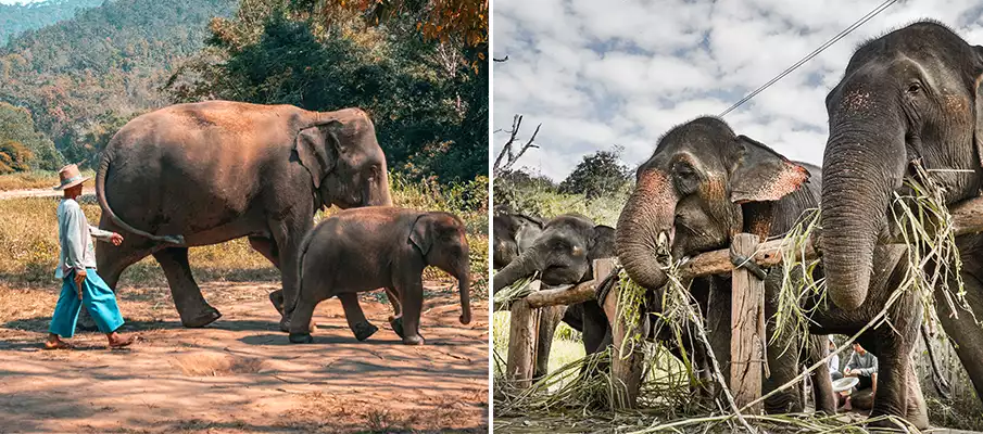 elephant-sanctuaries-thailand