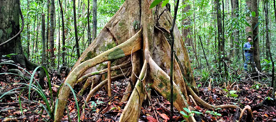 interesting-fact-rainforest-taman-negara-malaysia