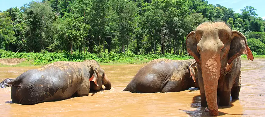 interesting-things-elephants-laos