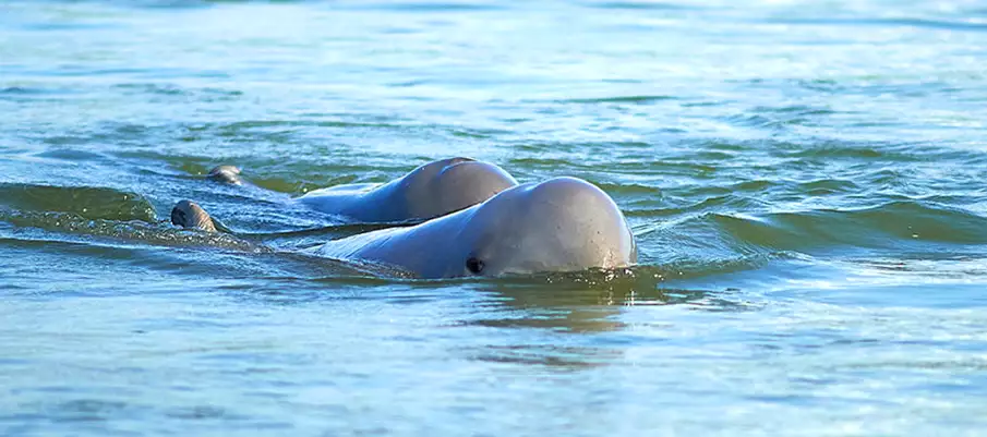 irrawaddy-dolphins-mekong-cambodia