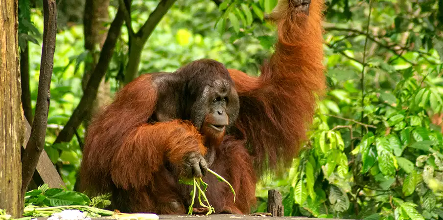 orangutan-borneo-jungle-malaysia