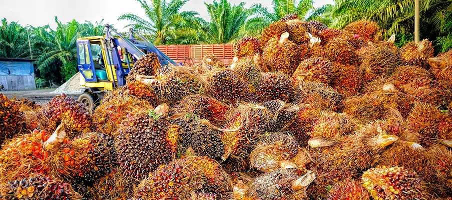 palm-oil-plantation-malaysia