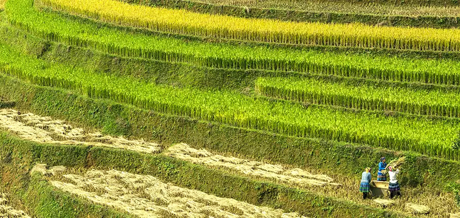 Rice terraces in Mu Cang Chai northern Vietnam